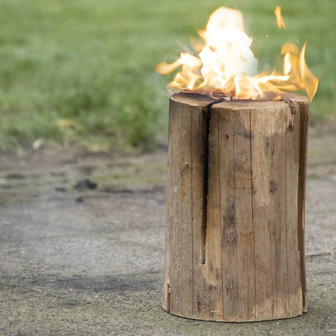 Zweedse fakkel stamboom - 2