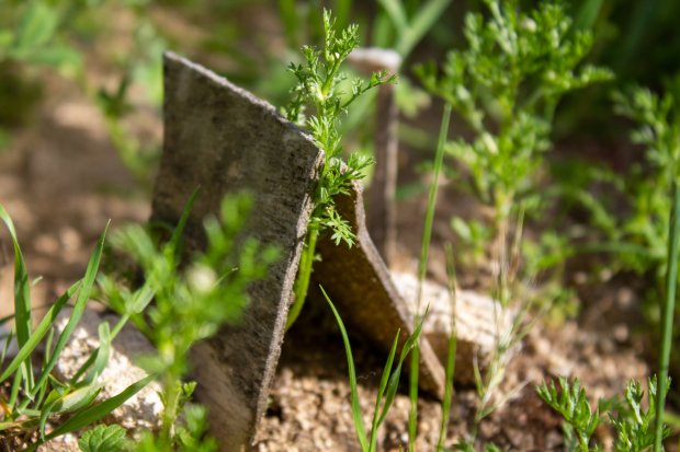 Kamperen in eigen tuin
